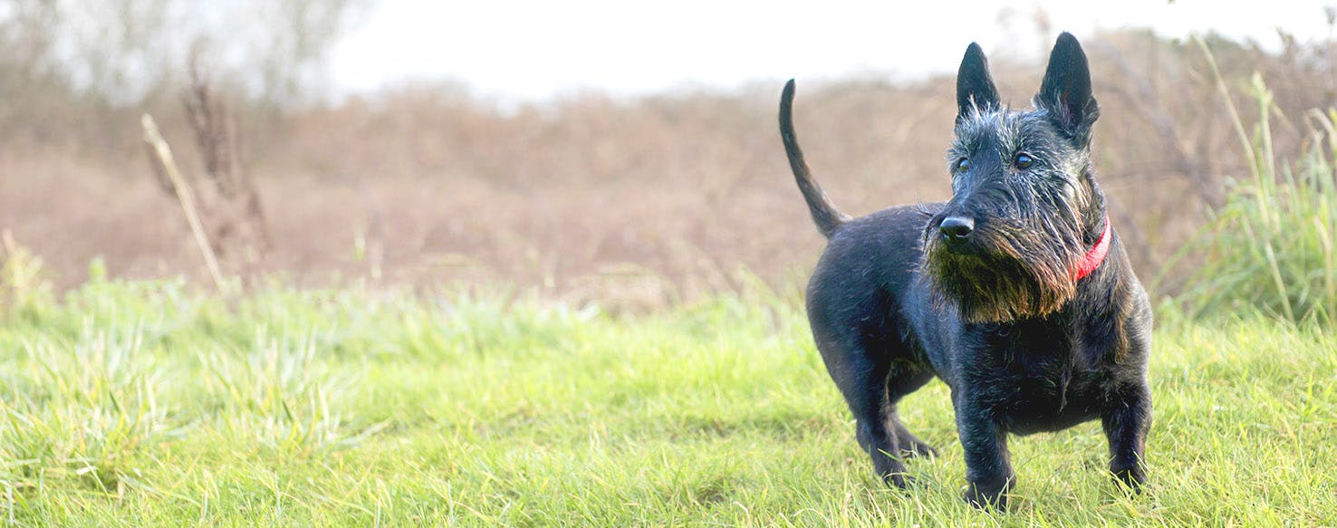 Scottish Terrier Dog Names Popular Male and Female Names Wag!